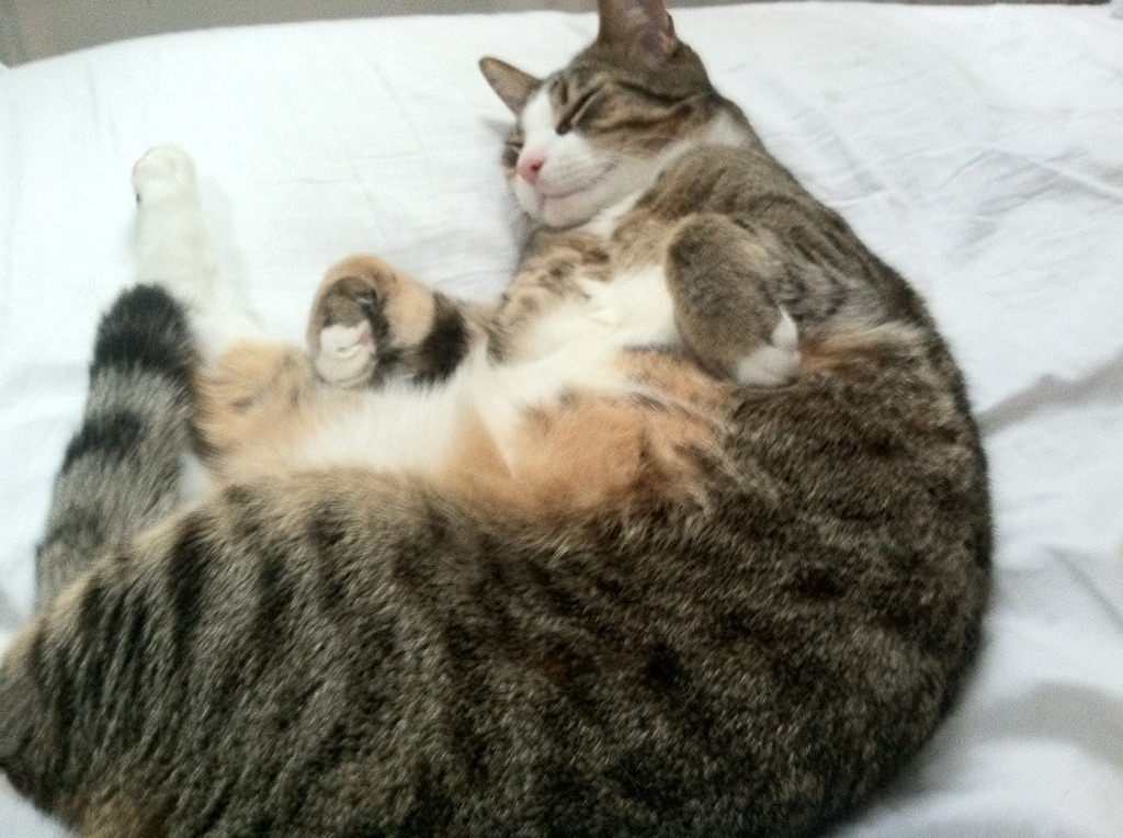 NBA球队助攻效率分析,nba助攻是怎么算的