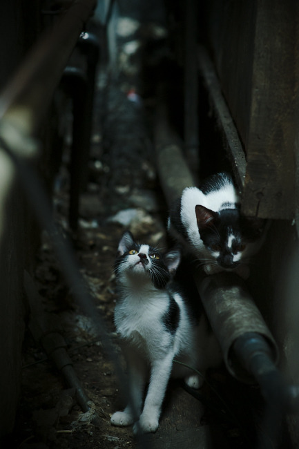 未来世界足球比赛将融合增强现实技术,沉浸式体验提升,未来的足球可能长什么样