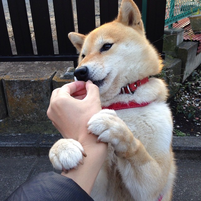 曼联豪取连胜,重振英超冠军争夺战