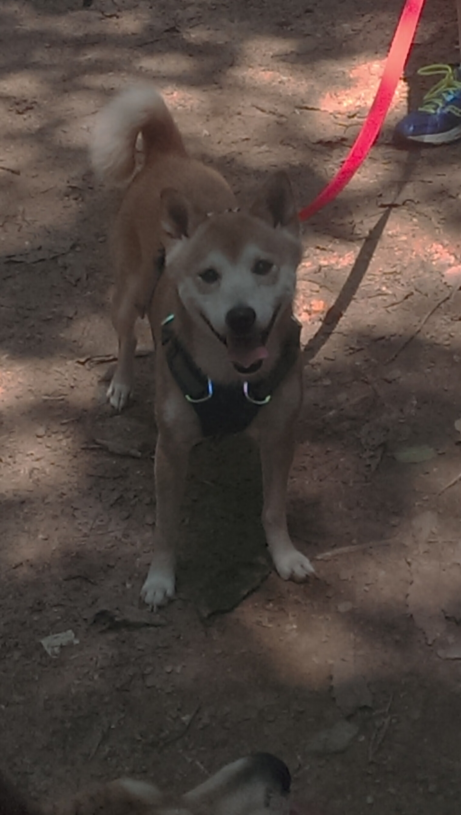 校园足球建立防伤机制提高训练安全管理水平,校园足球工作保障机制